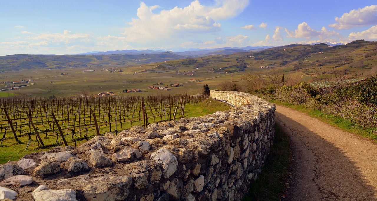 Vista panoramica di un borgo circondato da vigneti e colline verdi.