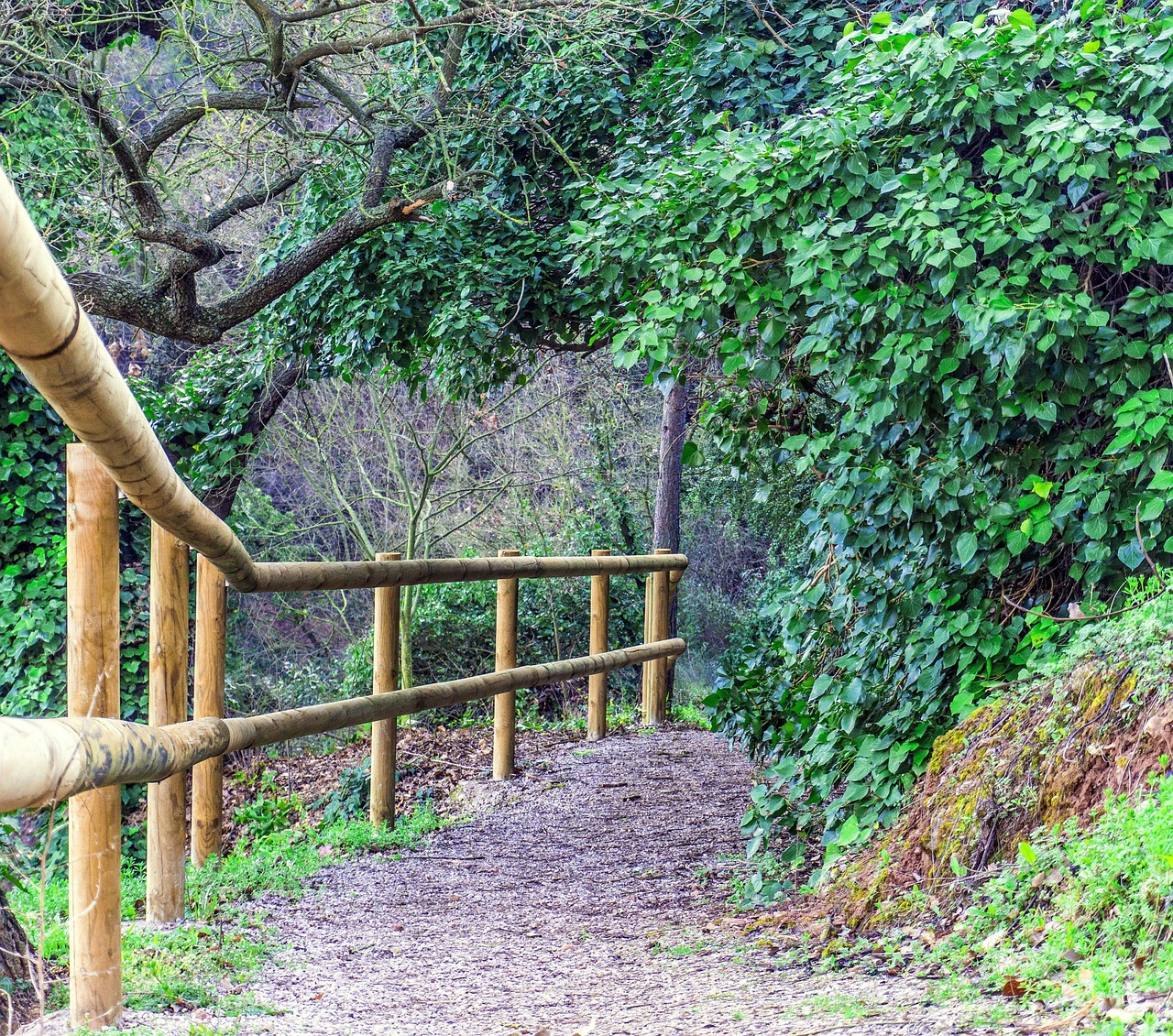 Passeggiata panoramica tra alberi e colline in un parco naturale, ideale per rilassarsi e godere della natura.