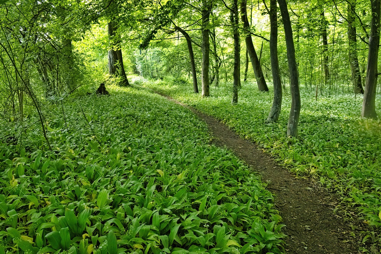 Passeggiata nel bosco lombardo, immersi nella natura selvaggia e nella fauna locale.