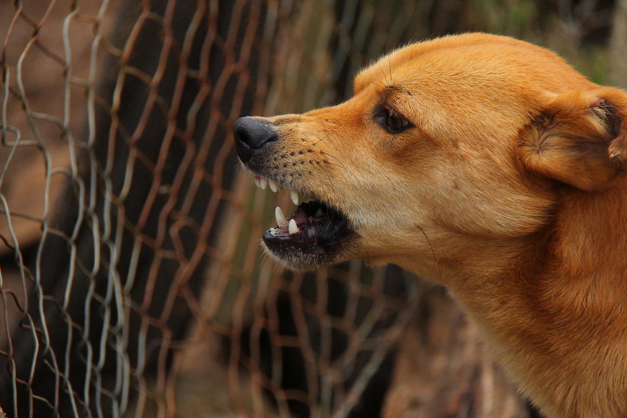 Cane sdraiato con espressione triste, simbolo dell'errore comune nei proprietari.